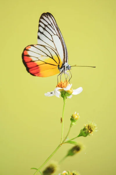 Красивые Бабочки Природе Ищут Нектар Цветов Тайском Регионе Таиланд — стоковое фото