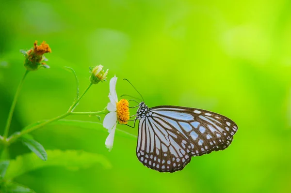 Beaux Papillons Dans Nature Sont Recherche Nectar Fleurs Dans Région — Photo