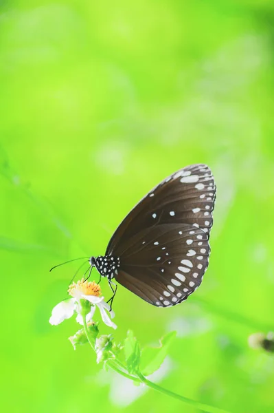 Hermosas Mariposas Naturaleza Están Buscando Néctar Flores Región Tailandesa Tailandia — Foto de Stock