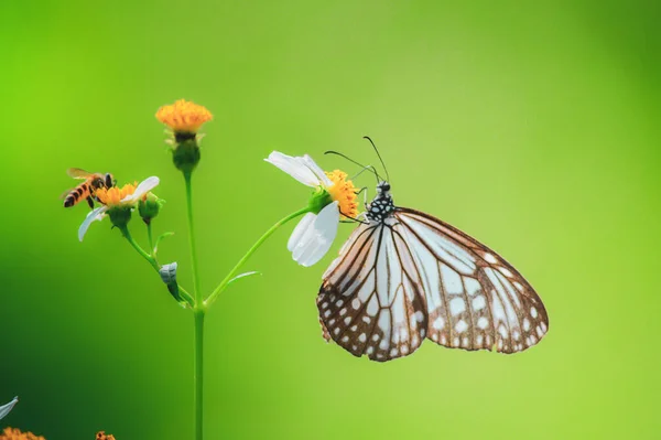 Beautiful Butterflies Nature Searching Nectar Flowers Thai Region Thailand — стоковое фото