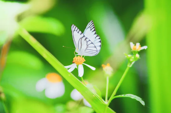 Beautiful Butterflies Nature Searching Nectar Flowers Thai Region Thailand — Stock Photo, Image