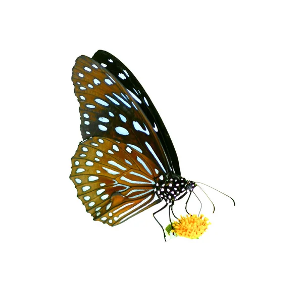 Mariposa Tailandia Sobre Fondo Color Con Ruta Recorte —  Fotos de Stock