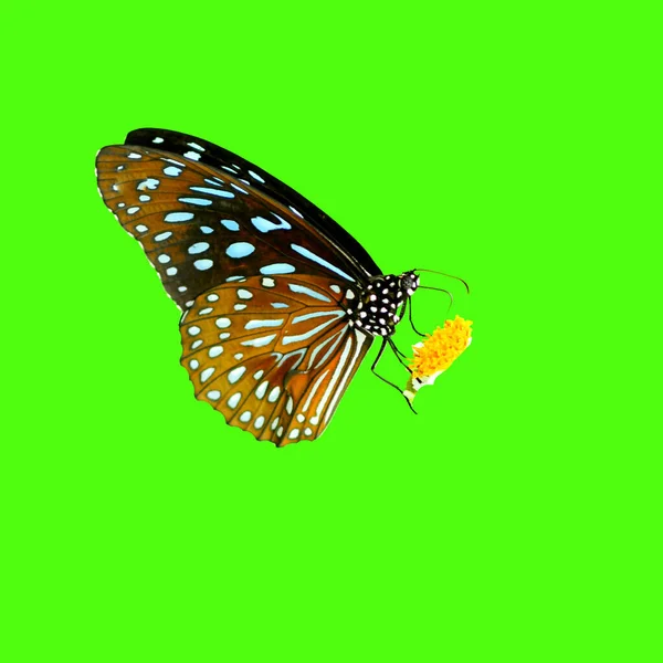 Butterfly Thailand Colored Background Clipping Path — Stock Photo, Image