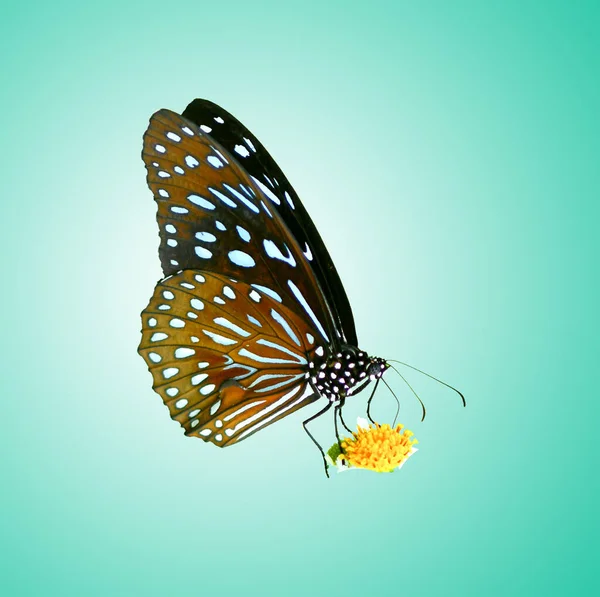 Бабочка Таиланде Цветном Фоне Вырезкой Путь — стоковое фото