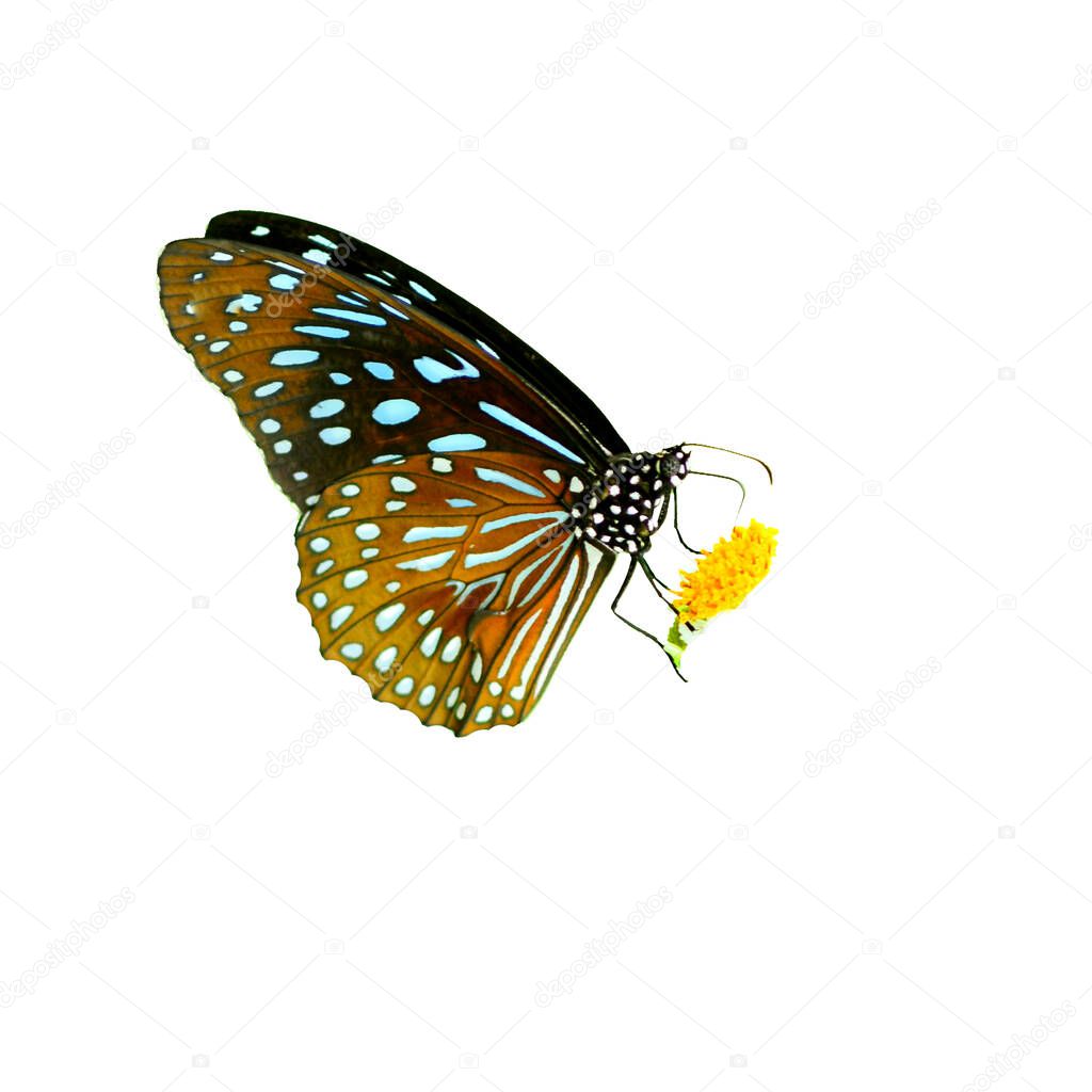 Butterfly in Thailand on a colored background with clipping path