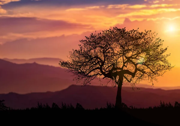 Bäume Der Natur Mit Wunderschönen Sonnenuntergängen Sonnenuntergangskonzept — Stockfoto