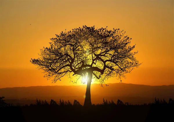Drzewa Przyrodzie Pięknymi Zachodami Słońca Koncepcja Widoku Zachodu Słońca — Zdjęcie stockowe