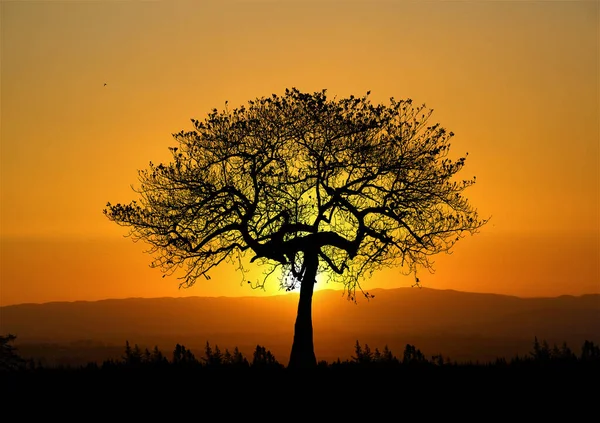 自然中的树 有美丽的落日 日落观景概念 — 图库照片