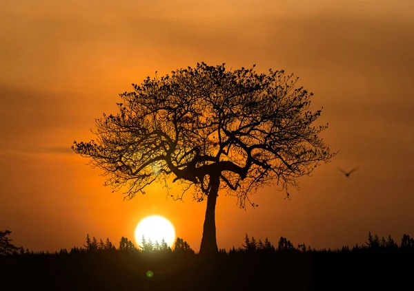 Bäume Der Natur Mit Wunderschönen Sonnenuntergängen Sonnenuntergangskonzept — Stockfoto
