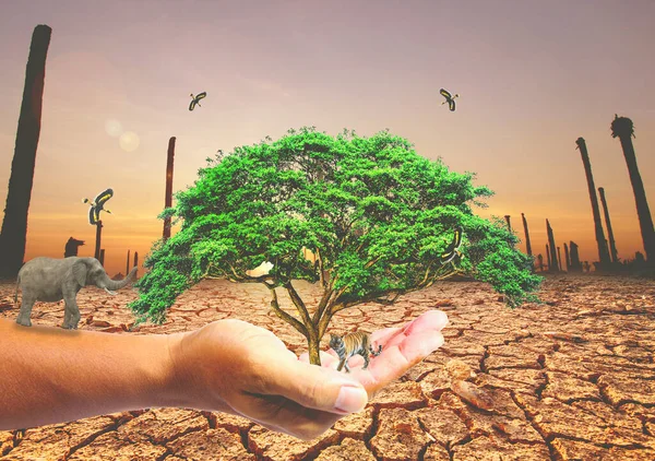Концепция Спасения Мира Защиты Окружающей Среды Дерево Руке Перемен — стоковое фото