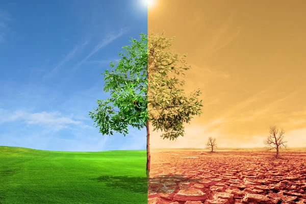 Bir Taraftaki Çayırdaki Ağaçlar Mükemmel Diğer Taraf Kuru Klim Değişikliği — Stok fotoğraf