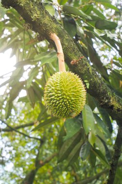 Mevsimin başında ortaya çıkan genç Durian meyveleri. Tayland meyvesi ve durian konsepti