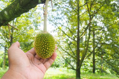 Mevsimin başında ortaya çıkan genç Durian meyveleri. Tayland meyvesi ve durian konsepti