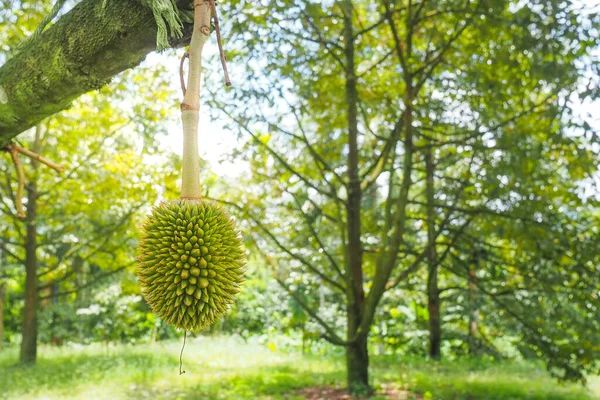 Fruit of young durians that come out at the beginning of the season. Thai fruit and durian concept