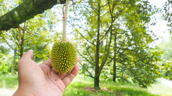 Fruit of young durians that come out at the beginning of the season. Thai fruit and durian concept