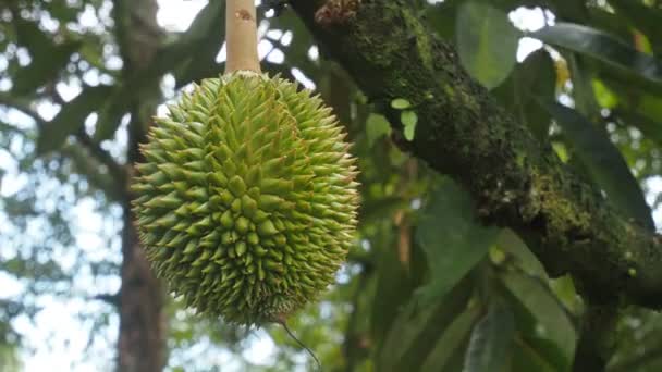 Fruto Durian Joven Que Sale Principio Temporada Concepto Tailandés Fruta — Vídeos de Stock