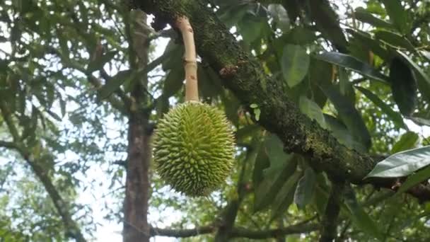 Fruit Van Jonge Durian Die Aan Het Begin Van Het — Stockvideo