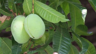 Çiftçi eli. Hasat işleminden önce mangoları teftiş ediyor..