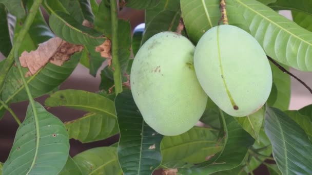 Mano Agricultor Inspeccionando Mangos Antes Del Proceso Cosecha — Vídeos de Stock