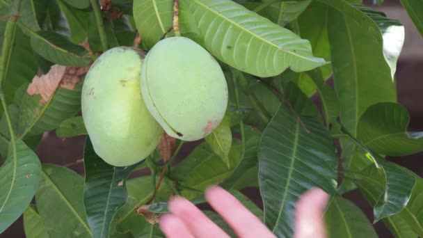 Mano Del Agricultor Inspección Mangos Antes Del Proceso Cosecha — Vídeos de Stock