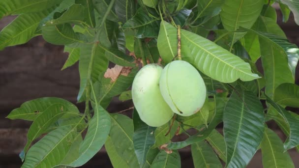 Farmer Hand Inspecting Mangoes Harvesting Process — Vídeos de Stock