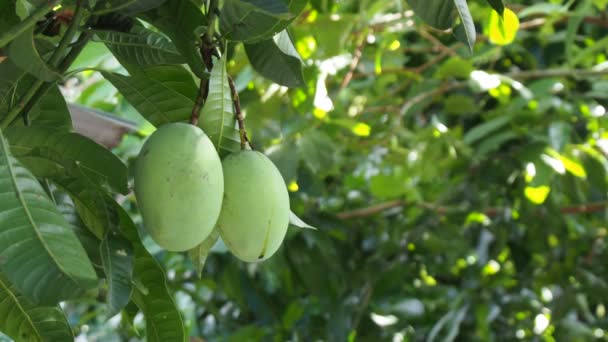 Mano Del Agricultor Inspección Mangos Antes Del Proceso Cosecha — Vídeos de Stock
