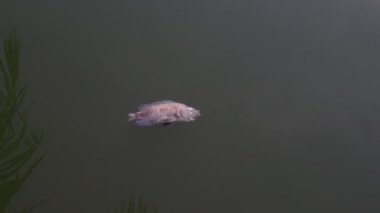 The fish died in the swamp because of the rotten water. water pollution concept