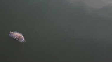 Çürük su yüzünden bataklıkta balık öldü. Su kirliliği kavramı