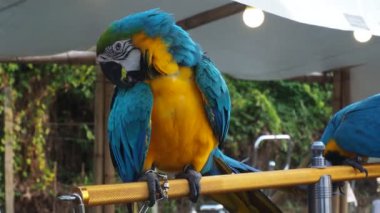 Papağanlar, Psittacidae familyasından bir kuş türü. Papağanlar kanca gagalı ailede büyük kuşlardır. Güzel renkleri nedeniyle çok popülerler..