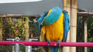 Papağanlar, Psittacidae familyasından bir kuş türü. Papağanlar kanca gagalı ailede büyük kuşlardır. Güzel renkleri nedeniyle çok popülerler..