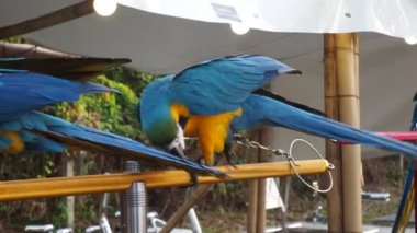 Papağanlar, Psittacidae familyasından bir kuş türü. Papağanlar kanca gagalı ailede büyük kuşlardır. Güzel renkleri nedeniyle çok popülerler..