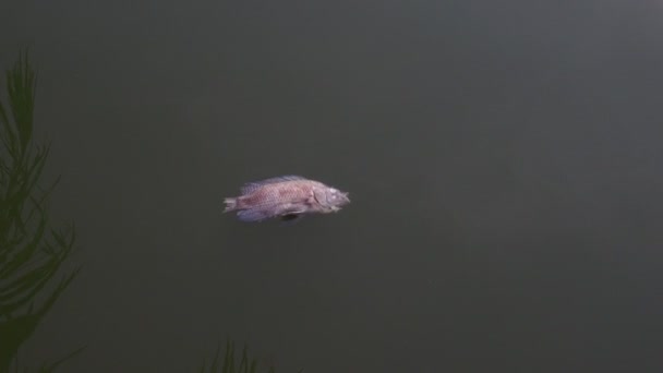 Pesce Morto Nella Palude Causa Dell Acqua Marcia Concetto Inquinamento — Video Stock