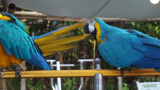 Macaws Ptaki Rodziny Psittacidae Macaws Dużymi Ptakami Rodzinie Haków Bardzo — Wideo stockowe