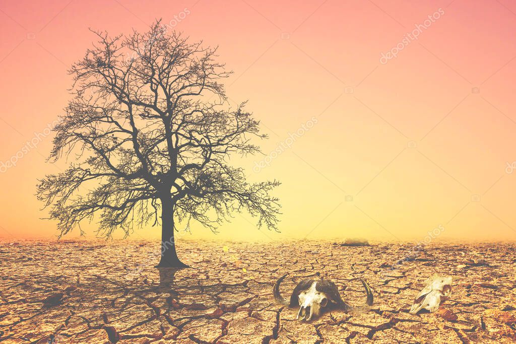 Trees die from drought due to global warming and deforestation. The