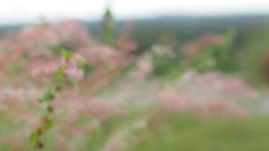 Tarlada rüzgarla sallanan çimenlerin yakınına. 