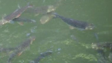 Suda yüzen balıkların görüntüleri. İçerik için boş boşluk