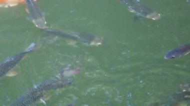 Suda yüzen balıkların görüntüleri. İçerik için boş boşluk