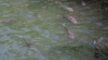 Suda yüzen balıkların görüntüleri. İçerik için boş boşluk