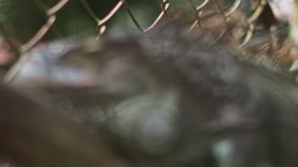 Hayvanat Bahçesindeki Bir Iguanaya Yaklaş — Stok video
