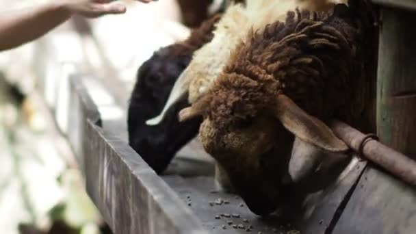 Sheep Eating Farm Domestic Animals Feeding Stable Female Farmer Checking — 图库视频影像