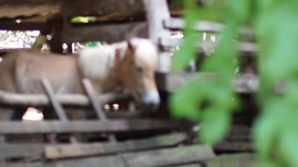农场的棕色小马的圈养 — 图库视频影像