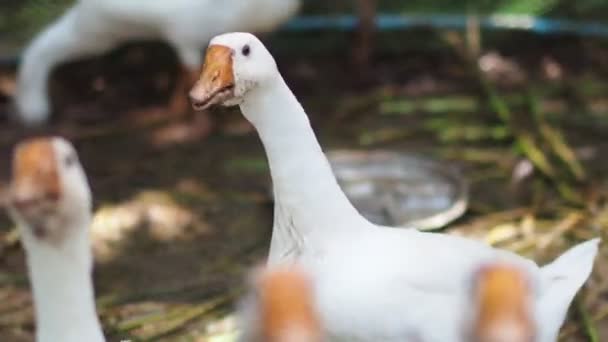 Close Geese Farm — Stock video