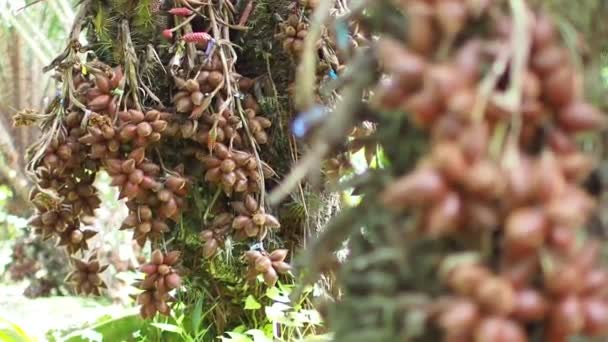 Concepto Fruta Tailandesa Fruto Serpiente Delicioso Dulce Fragante Listo Para — Vídeos de Stock