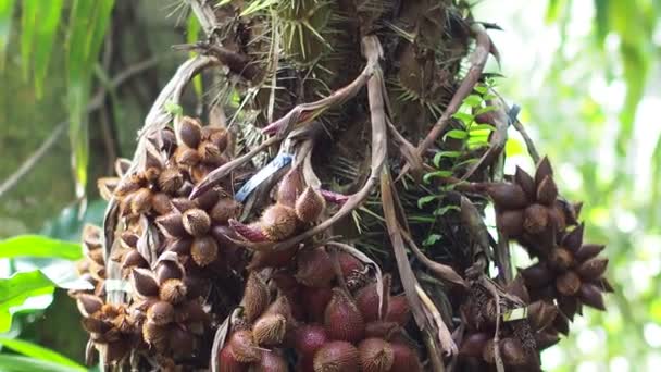 Concepto Fruta Tailandesa Fruto Serpiente Delicioso Dulce Fragante Listo Para — Vídeos de Stock