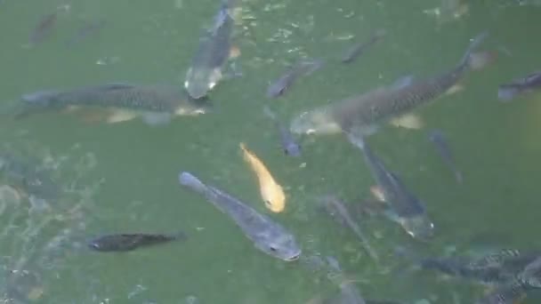 Footage Fish Swimming Water Empty Space Content — Stock Video