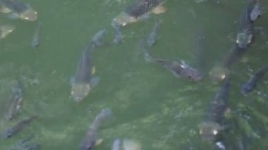 Suda yüzen balıkların görüntüleri. İçerik için boş boşluk