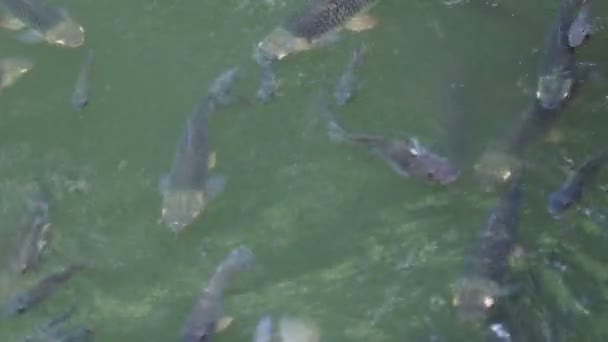 Footage Fish Swimming Water Empty Space Content — Stock Video