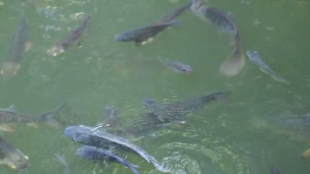 Riprese Pesci Che Nuotano Nell Acqua Spazio Vuoto Contenuto — Video Stock