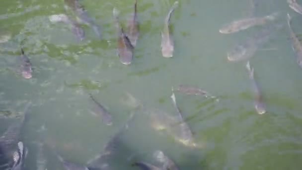 Запись Плавающих Воде Рыб Пустое Место Контента — стоковое видео