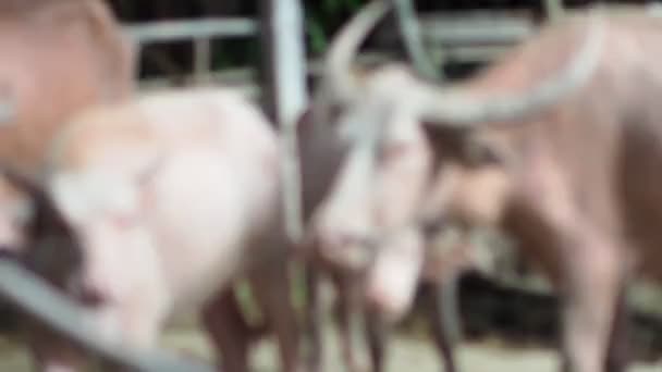 Rundvee Een Lokale Boerderij Het Platteland Van Thailand Opgevoed Door — Stockvideo